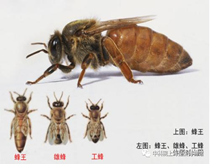 8月2日9点00至11点30蜜蜂王国——蜜蜂